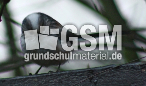 P-Schwanzmeisen 002.jpg